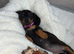 Miniature dachshund