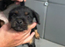 Dog pup 8 weeks