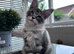2 Gorgeous Pure Breed Maine Coon Kittens