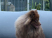 Stunning male Pomeranian