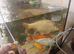 20+ inch koi