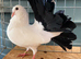 BLACK TAIL MARKED WHITE FANTAIL PIGEONS DOVES BREEDING PAIRS