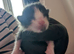 Mummy cat just given birth