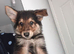 German shepard x collies