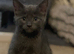 Half Maine coon kittens