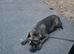 Presa Canario