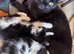 Kittens x 2 litters