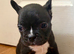 French Bulldog Puppies for Sale