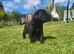 Black labrador pup female