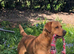 KC REG STUNNING FOX RED LAB 3YR OLD