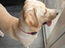 Labrador stud kc registered
