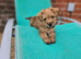 Stunning Cairn x Fox Terrier Puppies