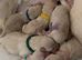 Labrador puppies