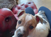 Jack Russell puppies