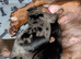 Beautiful Miniature Dachshunds