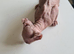 Beautiful sphynx kittens