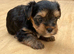 ️️Yorkshire terrier pure rehoming soon last Girl