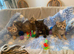 BSH Silver X bundles of love