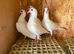 Pure white Ludo Classen racing pigeons for sale