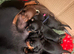 Two Black and Tan girls available Miniature dachshund