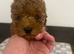 Toy poodle girl ready now
