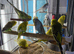 Tame Cockatiels