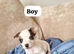 ADORABLE Jack Russell pups