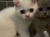 WHITE BSH kitten