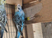 Three budgies looking for a forever home