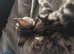 3 beautiful kittens
