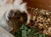 4 guinea pigs