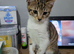 Female kitten for sale £150, very beautiful and affectionate European Shorthair.