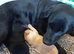 Beautiful Labrador puppies