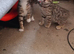 Bengal x