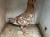 Coloured racing pigeons