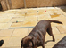 Kc registered chocolate girl