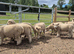 White Ryeland Ewe Lambs