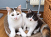 ¾ Maine coon kittens