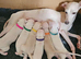 KC Registered Cream Italian Greyhound Puppies