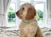 F1 Miniature Cockapoo Puppies - 1 Boy Available Ready To Leave