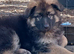 BEAUTIFUL LONG/SEMI LONG COATED GERMAN SHEPHERD PUPPIES 2 GIRLS LEFT