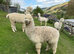 4 pet alpaca boys very friendly halter trained
