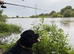 Roman chunky Rottweiler