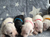 COCO'S BEAUTIFUL THIRD & FINAL LITTER Miniature Schnauzer