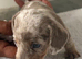 Mini  Dacshound LAST GIRL