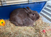 Male rabbit with indoor cage, bottle, food and food bowl