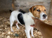 Ernie gorgeous 2 year old Jack Russell boy
