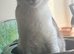 Greek Born Grey Tabby Cat Male Neutered