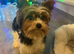 Biewer Yorkshire Terrier for stud