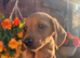 Beautiful dachshund boy